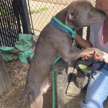 Rain -  Mixed Breed Dog for Adoption in Philadelphia, Pennsylvania - Rain | PetCurious