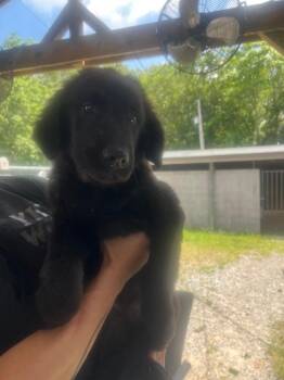 Apollo -  Golden Retriever and Shepherd Dog for Adoption in Murray, Kentucky - Apollo | PetCurious