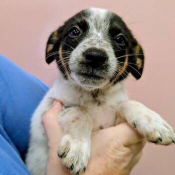 Gluey -  Cattle Dog and Australian Cattle Dog Blue Heeler Dog for Adoption in Huntsville, Arkansas - Gluey | PetCurious