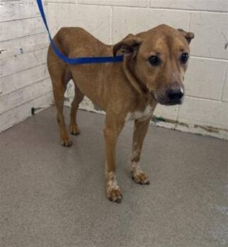 Rhodesian Ridgeback and Mixed Breed Dogs Available for Adoption - COACH | PetCurious