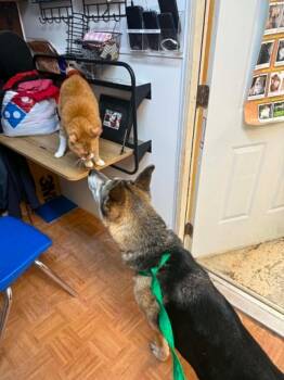 Creek -  Husky Dog for Adoption in Germantown, Ohio - Creek | PetCurious