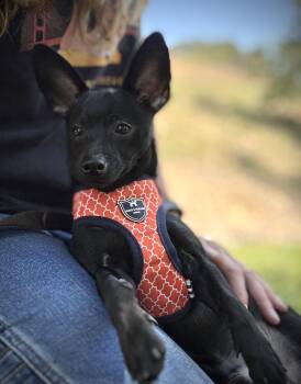 Pixel -  Chihuahua Dog for Adoption in Oakland, California - Pixel | PetCurious