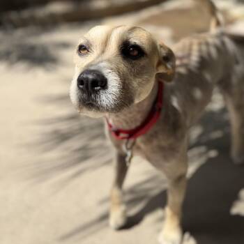 Toby -  Terrier and Mixed Breed Dog for Adoption in San Diego, California - Toby | PetCurious