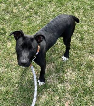 Pit Bull Terrier and Mixed Breed Dogs Available for Adoption in Dayton, Ohio - BOUNCE | PetCurious