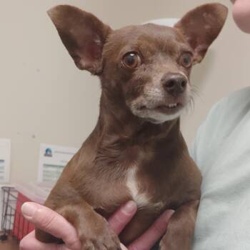 Chihuahua Dogs Available for Adoption in Tulsa, Oklahoma - Lil