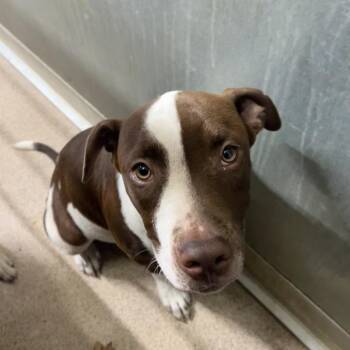 Marcus -  Pit Bull Terrier and Mixed Breed Dog for Adoption in Ardmore, Oklahoma - Marcus | PetCurious