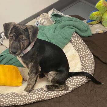 Mixed Breed Dogs Available for Adoption - Cinnamon Square | PetCurious