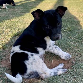 Corgi and Terrier Dogs Available for Adoption in Fayetteville, Georgia - Miss Scarlet | PetCurious