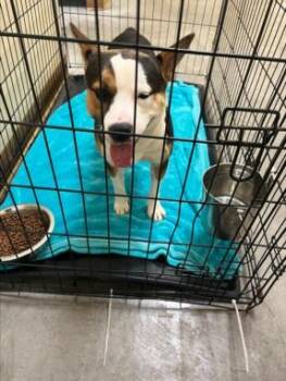 OZZY PAWBOURNE -  Cardigan Welsh Corgi and Pit Bull Terrier Dog for Adoption in Texas City, Texas - OZZY PAWBOURNE | PetCurious