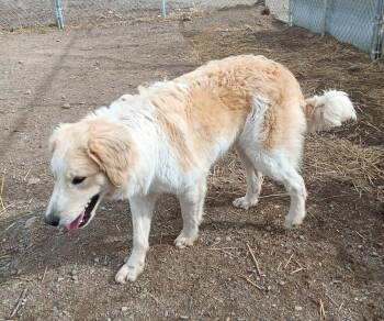 Golden Retriever Dogs Available for Adoption - Kaden | PetCurious