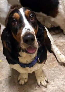 Rescue Basset Hound Dogs for Adoption in Hamilton, New Jersey - BEAUREGARD | PetCurious