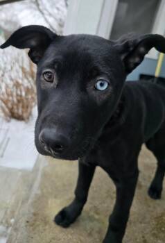 Labrador Retriever and German Shepherd Dog Dogs Available for Adoption - Matilda | PetCurious