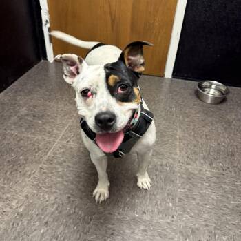 Rescue Mixed Breed Dogs for Adoption in Homewood, Illinois - Layla | PetCurious