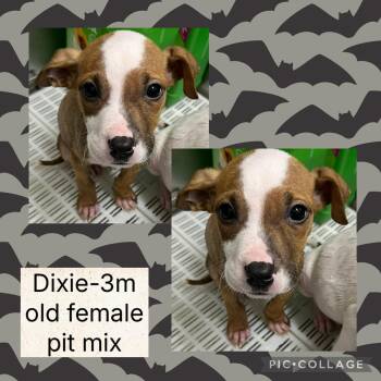 Rescue Pit Bull Terrier Dogs for Adoption in Bryan, Ohio - Dixie | PetCurious