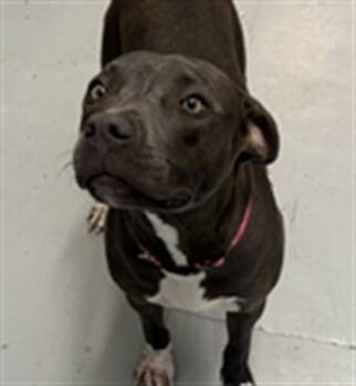 SMOKEY -  Pit Bull Terrier and Mixed Breed Dog for Adoption in Corpus Christi, Texas - SMOKEY | PetCurious