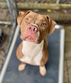 Winnie -  Pit Bull Terrier Dog for Adoption in Washington, Missouri - Winnie | PetCurious
