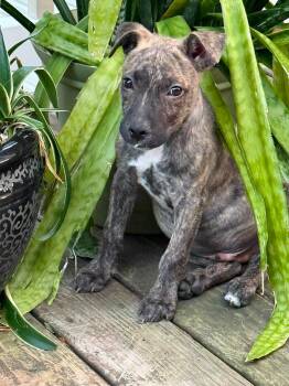 Polo -  Mixed Breed Dog for Adoption in Farmingdale, New Jersey - Polo | PetCurious