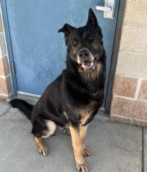 Rescue German Shepherd Dog Dogs for Adoption in Egg Harbor Township, New Jersey - Chewy | PetCurious