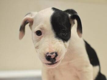Bougainvillea -  Pit Bull Terrier and Australian Shepherd Dog for Adoption in Portland, Oregon - Bougainvillea | PetCurious
