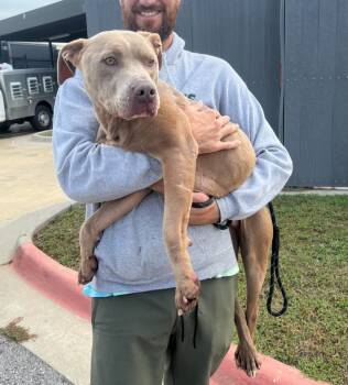 Rescue Pit Bull Terrier and Mixed Breed Dogs for Adoption in Fayetteville, Arkansas - Truman | PetCurious