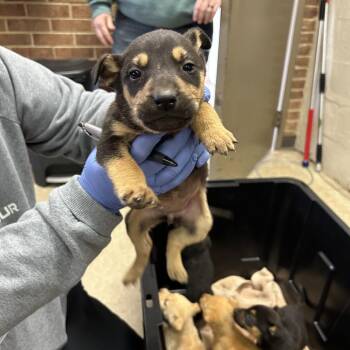 Terrier Dogs Available for Adoption - Wilma | PetCurious