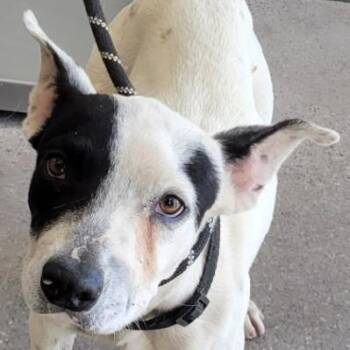 107502 -  Mixed Breed Dog for Adoption in Las Cruces, New Mexico - 107502 | PetCurious