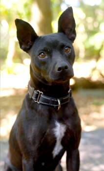 Pit Bull Terrier and Chihuahua Dogs Available for Adoption in Savannah, Georgia - Lucy | PetCurious