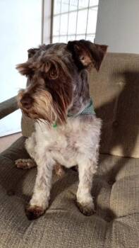 Theo -  Schnauzer Dog for Adoption in Escondido, California - Theo | PetCurious
