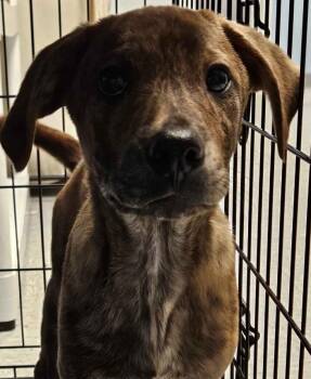 Mixed Breed Dogs Available for Adoption in Homewood, Illinois - Jay | PetCurious