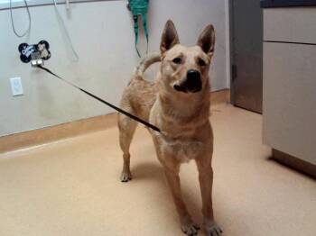 PUFFY -  German Shepherd Dog and Mixed Breed Dog for Adoption in Martinez, California - PUFFY | PetCurious