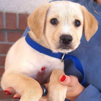 Labrador Retriever Dogs Available for Adoption - Beck | PetCurious