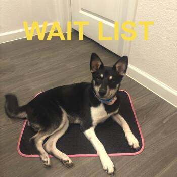 Princess -  German Shepherd Dog and Husky Dog for Adoption in Livingston, Texas - Princess | PetCurious