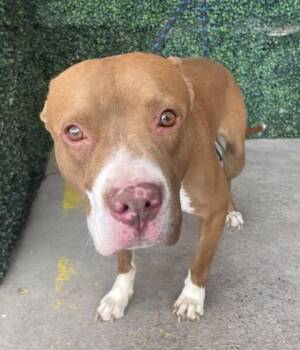 Pit Bull Terrier and Mixed Breed Dogs Available for Adoption in El Paso, Texas - 60786660 | PetCurious