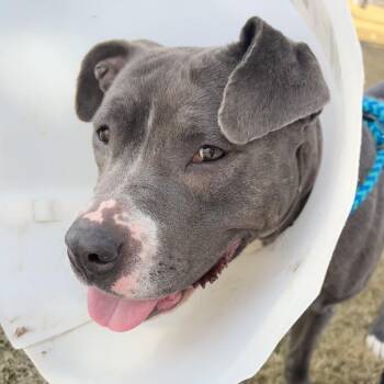 Raisin -  Mixed Breed and Pit Bull Terrier Dog for Adoption in Salt Lake City, Utah - Raisin | PetCurious