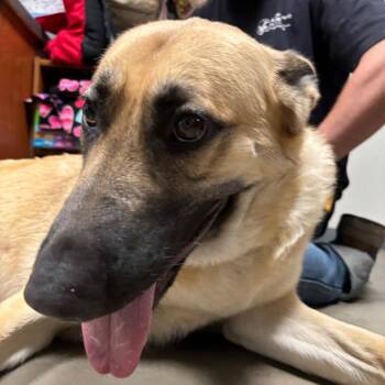 Bonnie -  German Shepherd Dog Dog for Adoption in Yuma, Arizona - Bonnie | PetCurious