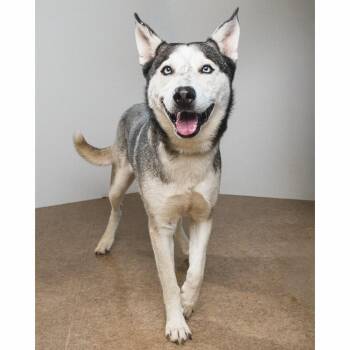 Asher -  Siberian Husky and Mixed Breed Dog for Adoption in Palm Springs, California - Asher | PetCurious