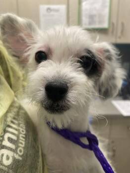 Terrier and Mixed Breed Dogs Available for Adoption - ADA | PetCurious