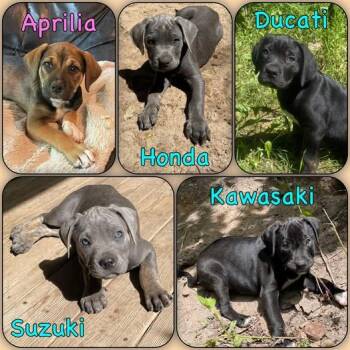 Puppies -Sport Bike litter -  Great Dane and Boxer Dog for Adoption in Traverse City, Michigan - Puppies -Sport Bike Litter | PetCurious