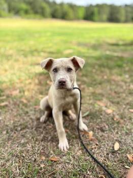 Golden Retriever and Shepherd Dogs Available for Adoption in Aiken, South Carolina - Frappe | PetCurious