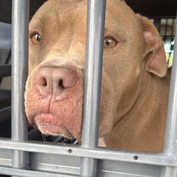 112085 -  Mixed Breed Dog for Adoption in Las Cruces, New Mexico - 112085 | PetCurious