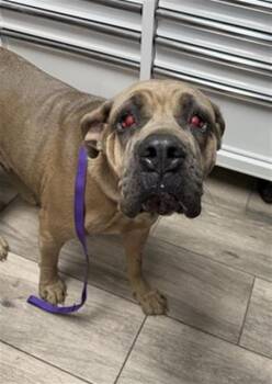 Cane Corso and Mixed Breed Dogs Available for Adoption - SUGAR | PetCurious