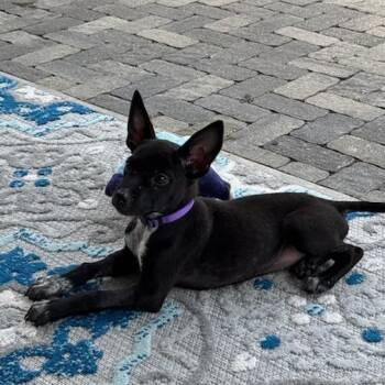 Fruit Loops -  Mixed Breed Dog for Adoption in Bentonville, Arkansas - Fruit Loops | PetCurious
