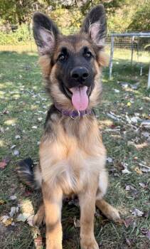 Rescue German Shepherd Dog Dogs for Adoption in Maryville, Tennessee - Halo | PetCurious