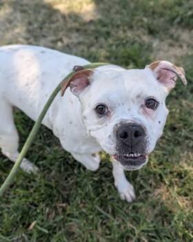 Lillie Pearl -  English Bulldog and Pit Bull Terrier Dog for Adoption in Richmond, Virginia - Lillie Pearl | PetCurious