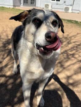 German Shepherd Dog and Siberian Husky Dogs Available for Adoption in Gilbert, Arizona - Rhea | PetCurious