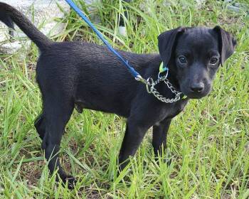 Scout -  Terrier and Dachshund Dog for Adoption in Clearwater, Florida - Scout | PetCurious