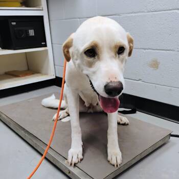 Rescue Great Pyrenees Dogs for Adoption in Duncan, Oklahoma - Margaret | PetCurious