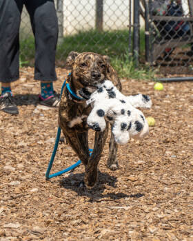 Rescue Mixed Breed Dogs for Adoption in Chamblee, Georgia - Jacinda | PetCurious