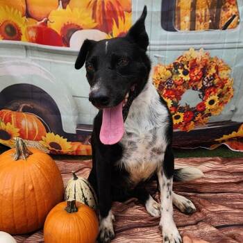 Border Collie and Mixed Breed Dogs Available for Adoption - Emily JuM | PetCurious