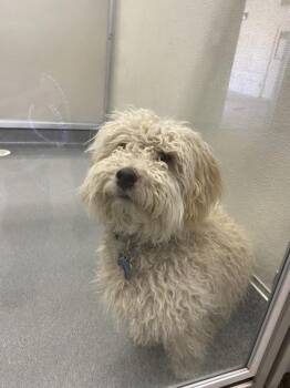 Canelo -  Miniature Poodle Dog for Adoption in Victorville, California - Canelo | PetCurious